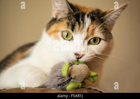 Portrait of Molly, a calico cat, holding her favorite mouse toy