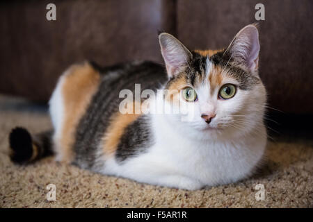 Molly, a calico cat, relaxing on a carpeted floor Stock Photo
