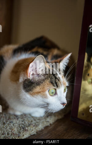 Molly, a calico cat, curiously peeking around the front door, looking at what is going on outside Stock Photo
