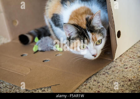 Molly, a calico cat, curiously peeking from inside her cardboard box hiding place Stock Photo