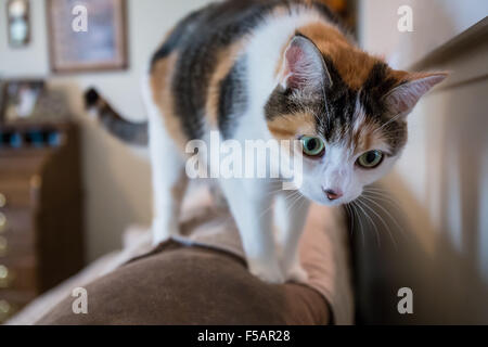 Molly, a calico cat, climbing on the back of a sofa, getting ready to jump down Stock Photo