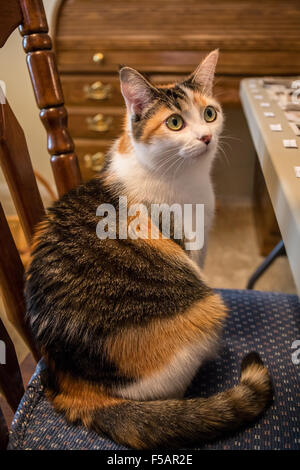 Molly, a calico cat, wondering if she will be allowed to stay on the chair she has just hopped up onto Stock Photo