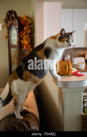 Molly, a calico cat, curiously looking at what is going on in the kitchen, from her perch on the back of the sofa Stock Photo