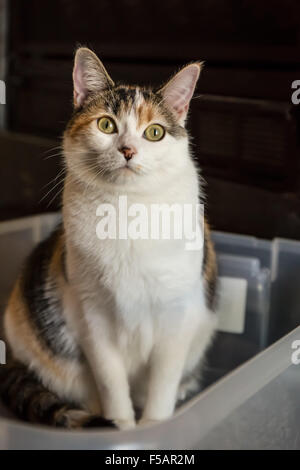 Molly, a calico cat, playing inside of a plastic storage container Stock Photo