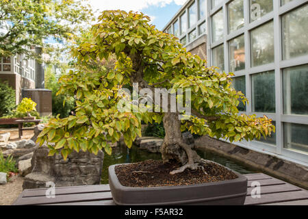 Korean Hornbeam (Carpinus turczaninovii) bonsai tree in the Franklin Park Conservatory and Botanical Garden in Columbus, Ohio. Stock Photo