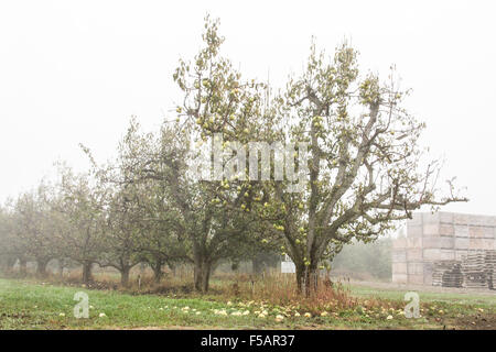 Bartlett pear tree orchard on a foggy morning near Hood River, Oregon, USA.  Empty wood fruit field bins stand ready to fill. Stock Photo