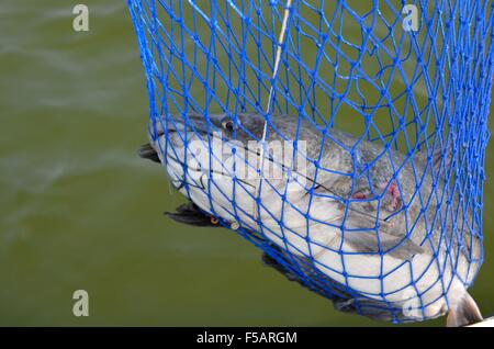 A big channel catfish inside a fishing net Stock Photo - Alamy