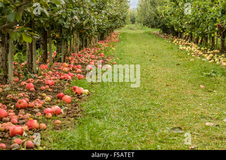 Honeycrisp apples on the ground in the Kiyokawa Family Orchards near Hood River, Oregon, USA. Stock Photo