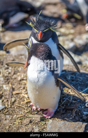 Rockhopper Penguin mated couple together in colony., Bleaker Island, Falkland Islands Stock Photo