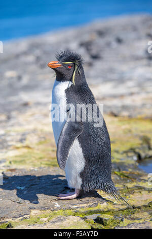 Rockhopper Penguin (Eudyptes chrysocome) on rocks. Bleaker Island, Falkland Islands Stock Photo