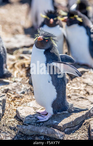 Rockhopper Penguin posing on rock in colony. Bleaker Island, Falkland Islands Stock Photo