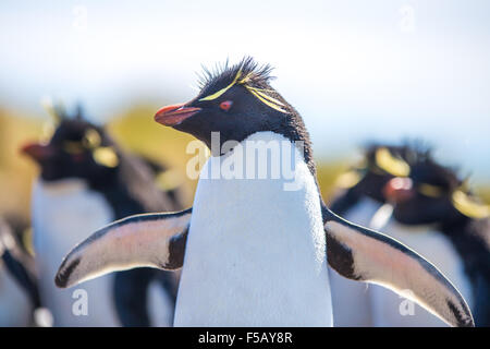 Rockhopper Penguin Close up. Bleaker Island, Falkland Islands Stock Photo