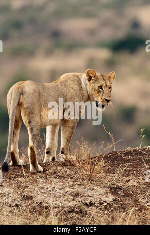 Early noon view of a standing young Lioness (Panthera leo) looking for prey, Nairobi National Park, Kenya. Stock Photo