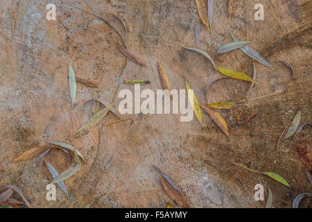 Fallen autumn willow leaves lying on the frosted surface of a cut tree trunk. Stock Photo