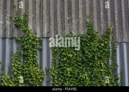 Common Ivy / Hedera helix] creeping up wall in forgotten corner of commercial factory site. Climb / climbing concept, overgrown by weeds, creeping ivy Stock Photo