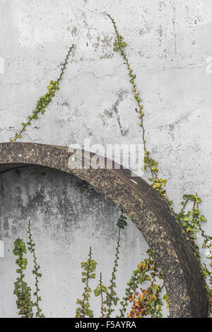 Segment of circular concrete pipe leaning against wall. Hedera helix wall. Concept creeping ivy. Ivy plant climbing wall. Stock Photo