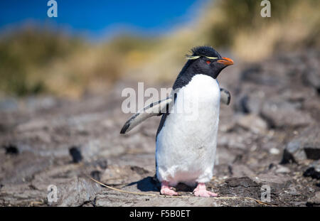 Rockhopper on cliff, Bleaker Island, Falkland Islands Stock Photo