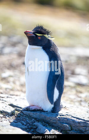 Rockhopper Penguin, Bleaker Island, Falkland Islands. Stock Photo