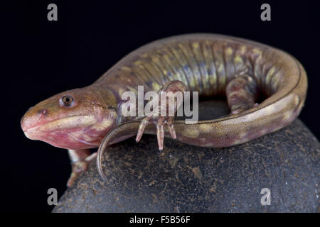Gray barred tiger salamander, Ambystoma  mavortium diaboli Stock Photo
