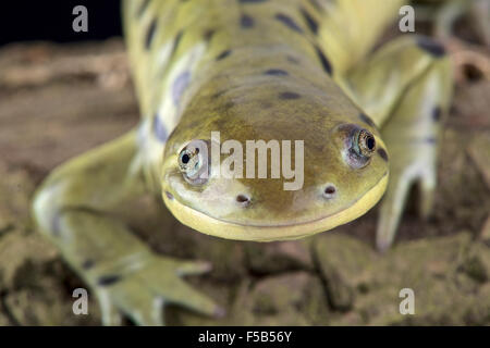 Western tiger salamander (Ambystoma mavortium) Stock Photo