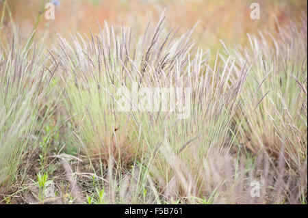 Flowering decorative grass clumps, small ornamental grass with seedheads grow in Poland, plants inflorescences closeup ... Stock Photo