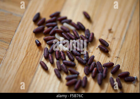 Blowfly larvae and pupae group lying on the floor closeup, bluebottle insect maggots macro, white larvae and red brown pupae fly Stock Photo