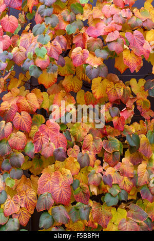 Multi colored autumn ivy vine leaves purple red orange brown yellow wall Stock Photo