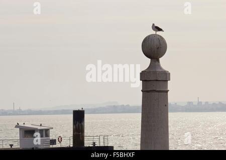 Seagull on The Columns Wharf Viewpoint at commerce square in Lisbon Stock Photo