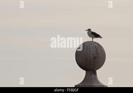 Seagull on The Columns Wharf Viewpoint at commerce square in Lisbon Stock Photo