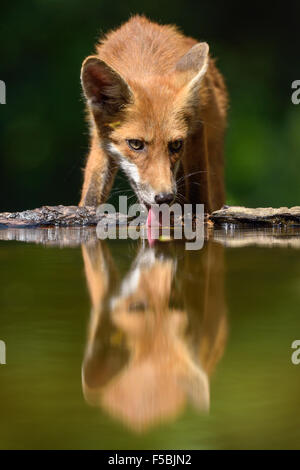 Red fox (Vulpes vulpes) drinking water at small forest lake, Kiskunság National Park, East Hungary, Hungary Stock Photo