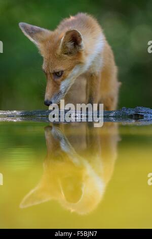 Red fox (Vulpes vulpes) drinking water at small forest lake, Kiskunság National Park, East Hungary, Hungary Stock Photo