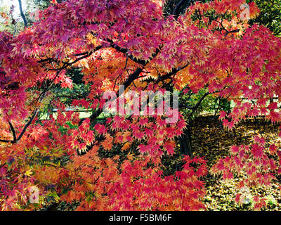 Vivid autumn leaf colour of a Acer Palmatum 'Orange Dream' at Sir Harold Hilllier Gardens, Hampshire, England. Stock Photo