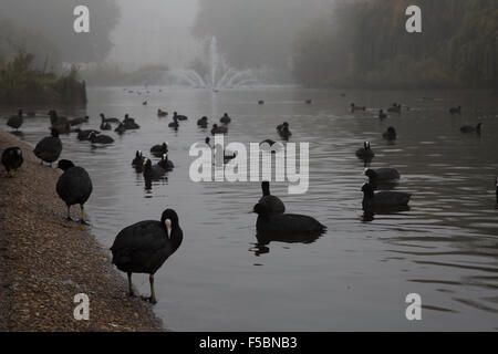 London, UK. 01st Nov, 2015. Coots on St James's Park lake on a foggy autumn morning in London against the backdrop of the fountain and Whitehall Credit:  On Sight Photographic/Alamy Live News Stock Photo