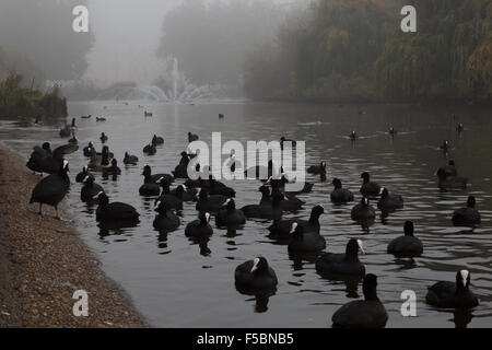 London, UK. 01st Nov, 2015. Coots on St James's Park lake on a foggy autumn morning in London against the backdrop of the fountain and Whitehall Credit:  On Sight Photographic/Alamy Live News Stock Photo