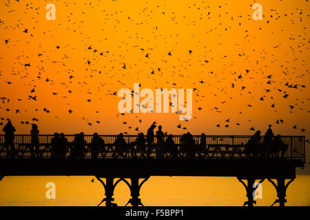 Aberystwyth, Wales, UK. 1st November, 2015.     A flock of starlings flies around Aberystwyth pier at dusk at the end of a day of warm sunshine in  west wales.The temperature at Trawscoed weather station, a few miles inland of the town, reached 22.4 degrees centigrade,  (72.3F) breaking the UK’s long-standing November temperature record.  Each evening between October and March tens of thousands of the birds fly in huge murmurations in the sky above the town before settling to roost for the night on the cast iron legs of the Victorian seaside pier. Credit:  keith morris/Alamy Live News Stock Photo