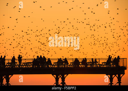 Aberystwyth, Wales, UK. 1st November, 2015.     A flock of starlings flies around Aberystwyth pier at dusk at the end of a day of warm sunshine in  west wales.The temperature at Trawscoed weather station, a few miles inland of the town, reached 22.4 degrees centigrade,  (72.3F) breaking the UK’s long-standing November temperature record.  Each evening between October and March tens of thousands of the birds fly in huge murmurations in the sky above the town before settling to roost for the night on the cast iron legs of the Victorian seaside pier. Credit:  keith morris/Alamy Live News Stock Photo