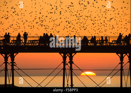 Aberystwyth, Wales, UK. 1st November, 2015.     A flock of starlings flies around Aberystwyth pier at dusk at the end of a day of warm sunshine in  west wales.The temperature at Trawscoed weather station, a few miles inland of the town, reached 22.4 degrees centigrade,  (72.3F) breaking the UK’s long-standing November temperature record.  Each evening between October and March tens of thousands of the birds fly in huge murmurations in the sky above the town before settling to roost for the night on the cast iron legs of the Victorian seaside pier. Credit:  keith morris/Alamy Live News Stock Photo