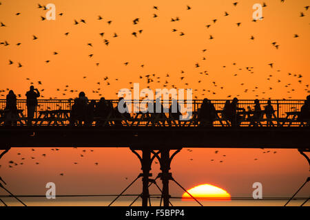 Aberystwyth, Wales, UK. 1st November, 2015.     A flock of starlings flies around Aberystwyth pier at dusk at the end of a day of warm sunshine in  west wales.The temperature at Trawscoed weather station, a few miles inland of the town, reached 22.4 degrees centigrade,  (72.3F) breaking the UK’s long-standing November temperature record.  Each evening between October and March tens of thousands of the birds fly in huge murmurations in the sky above the town before settling to roost for the night on the cast iron legs of the Victorian seaside pier. Credit:  keith morris/Alamy Live News Stock Photo