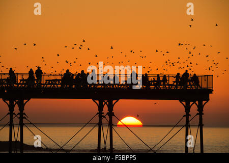 Aberystwyth, Wales, UK. 1st November, 2015.     A flock of starlings flies around Aberystwyth pier at dusk at the end of a day of warm sunshine in  west wales.The temperature at Trawscoed weather station, a few miles inland of the town, reached 22.4 degrees centigrade,  (72.3F) breaking the UK’s long-standing November temperature record.  Each evening between October and March tens of thousands of the birds fly in huge murmurations in the sky above the town before settling to roost for the night on the cast iron legs of the Victorian seaside pier. Credit:  keith morris/Alamy Live News Stock Photo