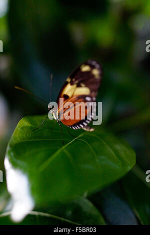 Key West Butterfly & Nature Conservatory / Key West, Florida, USA Stock Photo