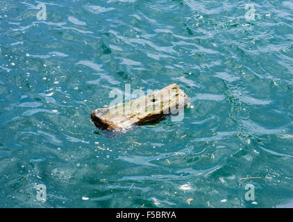 Single small wet piece of wood with hole, drifting in wavy green water among other debris. Stock Photo