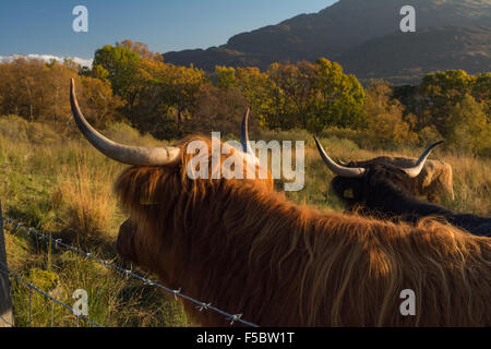 Loch Katrine, Scotland, UK - 1 November 2015: UK weather: the coats of the highland cattle match the colours of a beautiful autumn day perfectly, as they keep their eyes on the farmer, hoping to be fed