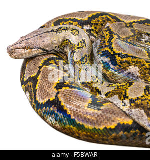 Rolled Royal Python, or Ball Python (Python regius), isolated white background. Stock Photo