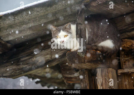 Stray cat hidding under the roof during strong snowfall Stock Photo