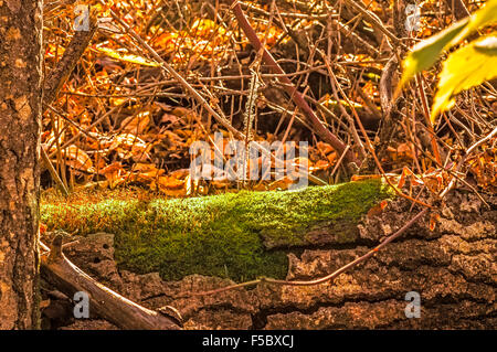 A fallen log, amongst the forest undergrowth, begins to succumb to moss. Stock Photo