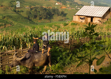 Children playing with a buffalo next to the rice terraces nearby of Lao Chai village. Trekking Sapa to Lao Chai. Vietnam. Stock Photo