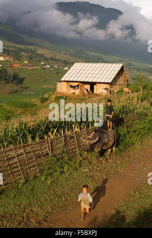 Children playing with a buffalo next to the rice terraces nearby of Lao Chai village. Trekking Sapa to Lao Chai. Vietnam. Stock Photo