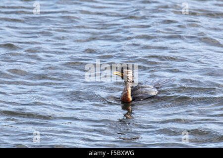 Little Pied Cormorant (Microcarbo melanoleucos) swimming in Lake King in Lakes Entrance, Victoria, Australia. Stock Photo