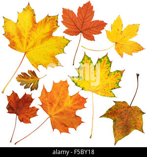 autumn maple leaves collection, object set isolated on white Stock Photo