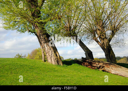 Willow trees on a grassy hill sunny spring morning next to fallen tree bark in Richmond Park, London, England Stock Photo